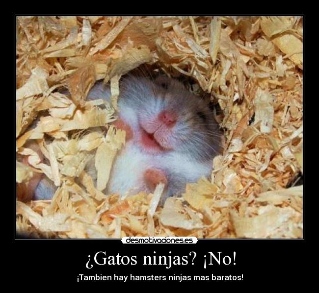 ¿Gatos ninjas? ¡No! - ¡Tambien hay hamsters ninjas mas baratos!