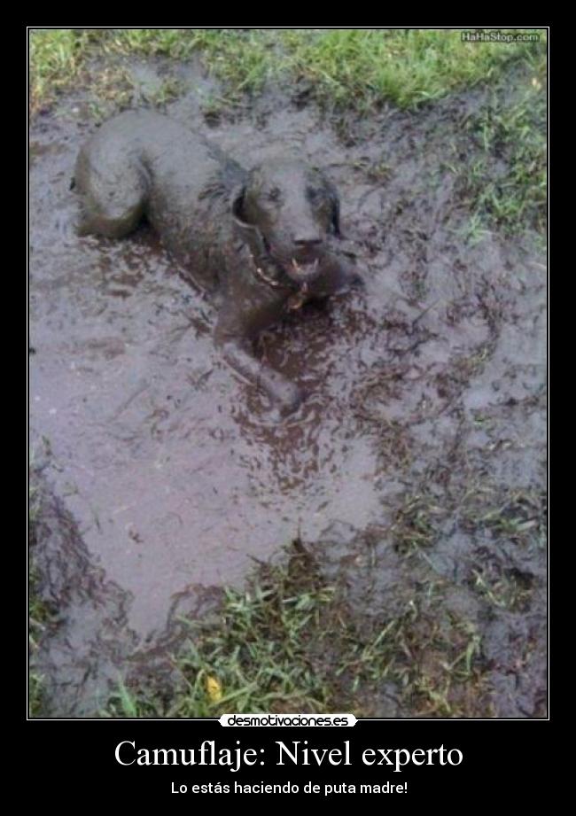 Camuflaje: Nivel experto - 