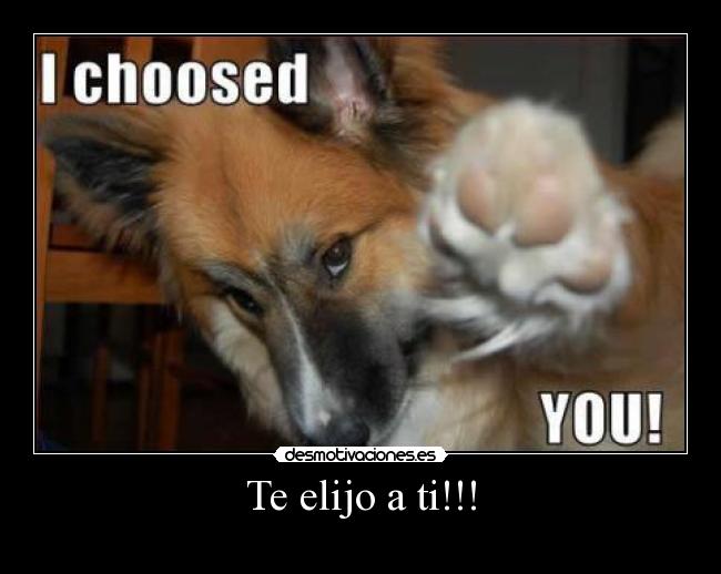 carteles pokemon perro desmotivaciones