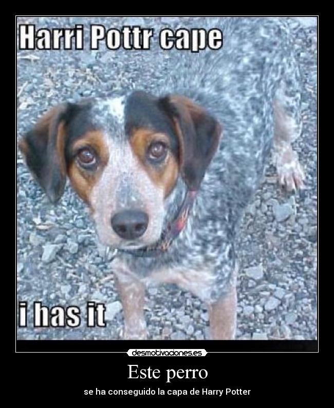 Este perro - se ha conseguido la capa de Harry Potter