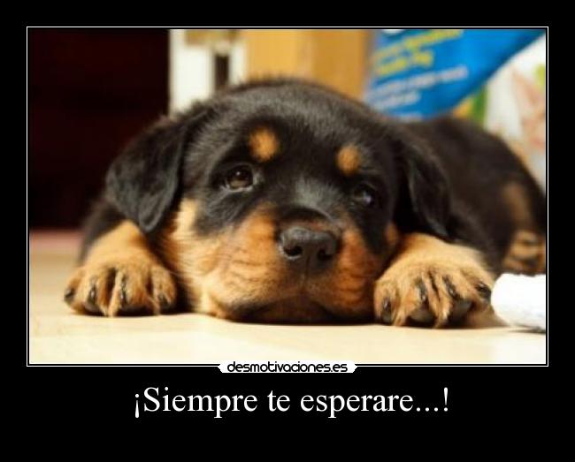 ¡Siempre te esperare...! - 