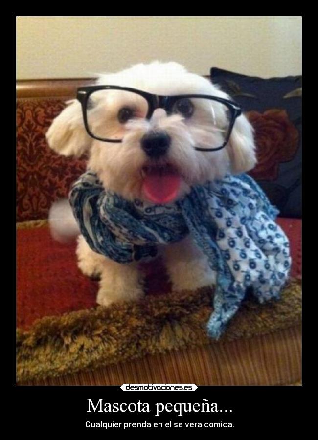 Mascota pequeña... - Cualquier prenda en el se vera comica.