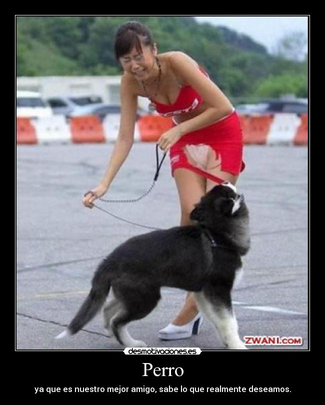 Perro - ya que es nuestro mejor amigo, sabe lo que realmente deseamos.