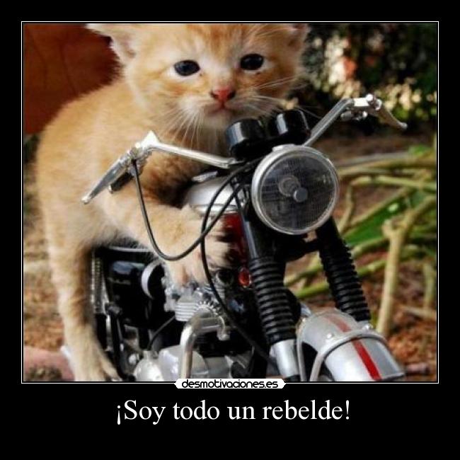¡Soy todo un rebelde! - 