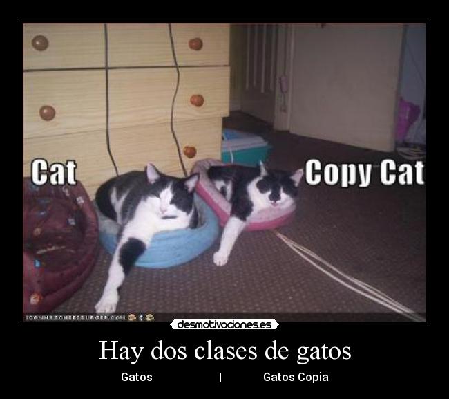 Hay dos clases de gatos -