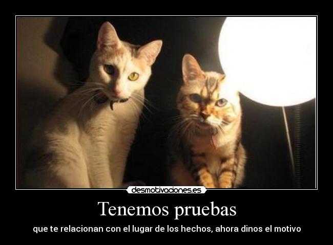 carteles gatos desmotivaciones