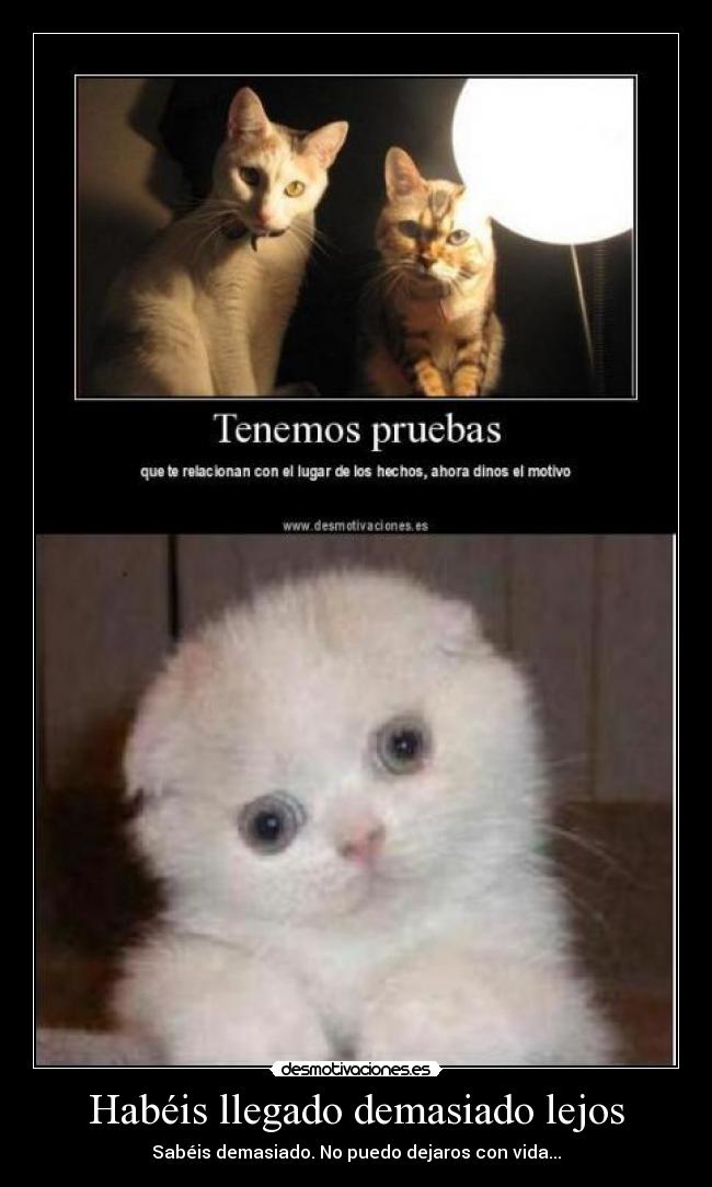 carteles gato desmotivaciones