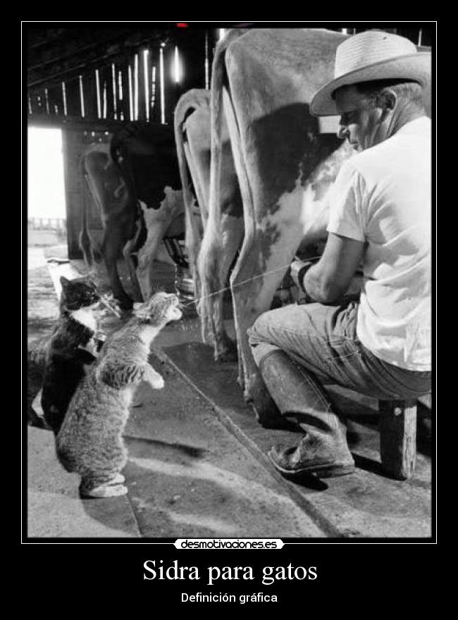 Sidra para gatos - Definición gráfica