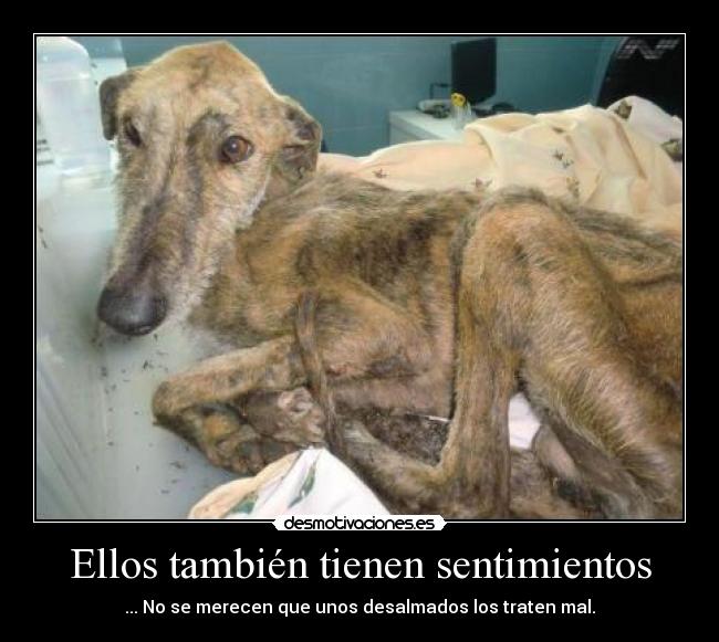 Ellos también tienen sentimientos -