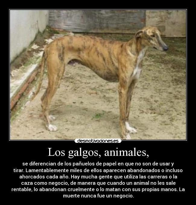 Los galgos, animales, -
