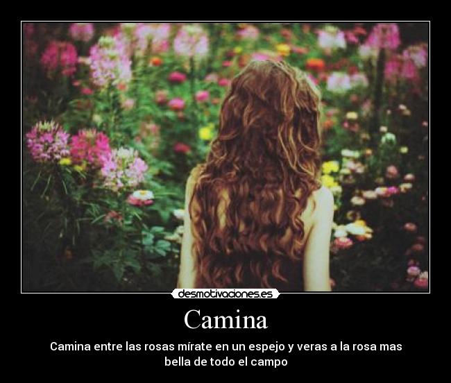 Camina - Camina entre las rosas mírate en un espejo y veras a la rosa mas
bella de todo el campo