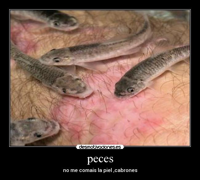 peces - 