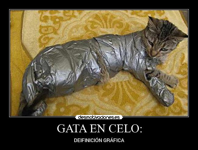 GATA EN CELO: - DEIFINICIÓN GRÁFICA