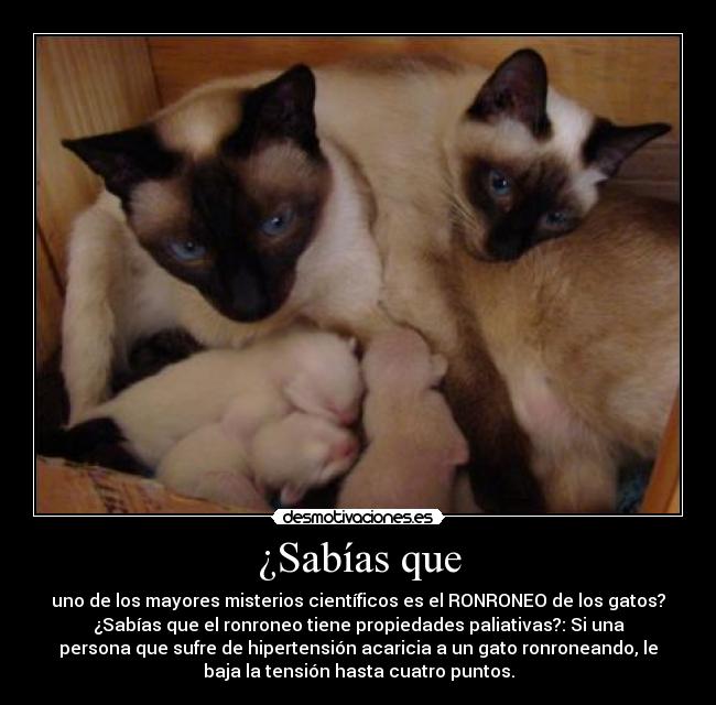 ¿Sabías que - uno de los mayores misterios científicos es el RONRONEO de los gatos?
¿Sabías que el ronroneo tiene propiedades paliativas?: Si una
persona que sufre de hipertensión acaricia a un gato ronroneando, le
baja la tensión hasta cuatro puntos.