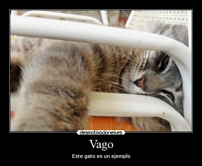 Vago - Este gato es un ejemplo