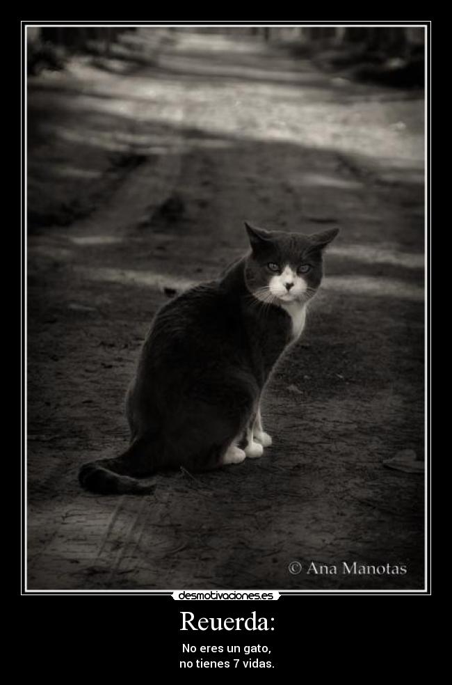 Reuerda: - No eres un gato,
no tienes 7 vidas.