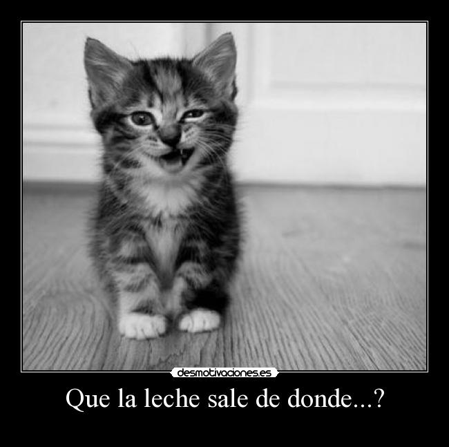 Que la leche sale de donde...? carteles gato, increible, hermoso, lindo, demotivacion, gatito, gris, gracioso desmotivaciones