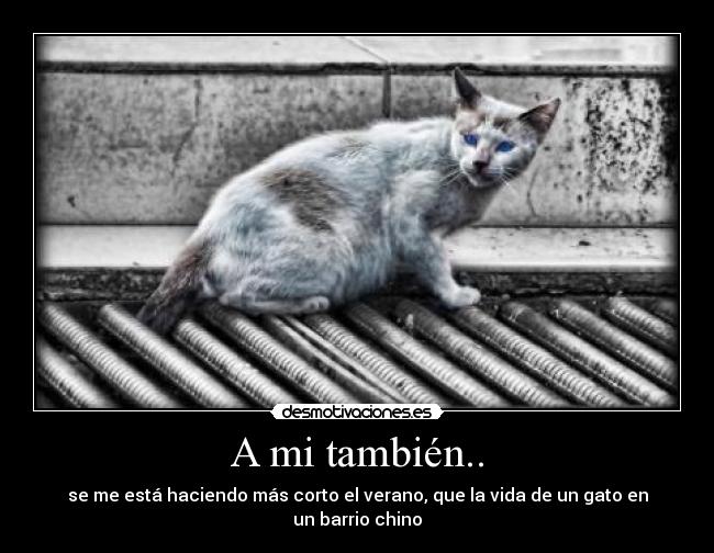 A mi también.. - se me está haciendo más corto el verano, que la vida de un gato en un barrio chino