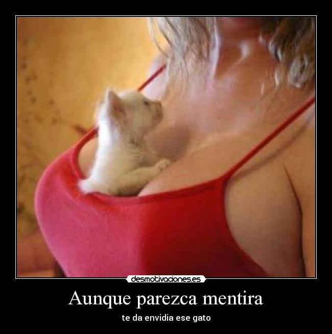 Aunque parezca mentira - te da envidia ese gato