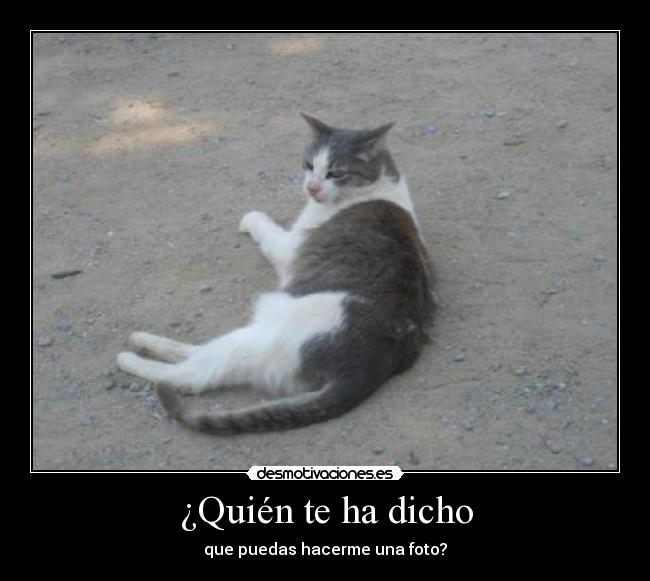 carteles gato mirada foto desmotivaciones