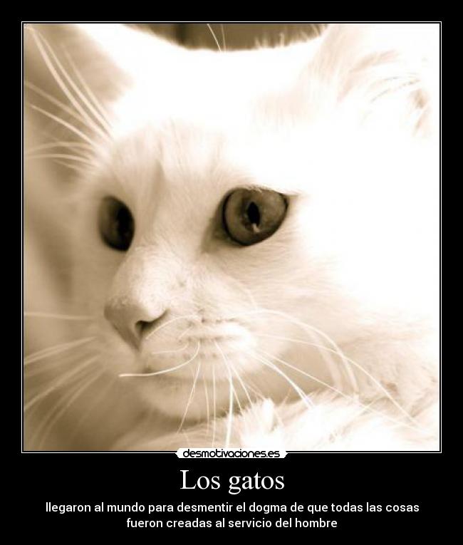 Los gatos -