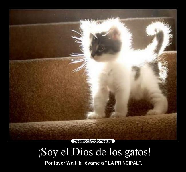 ¡Soy el Dios de los gatos! - 