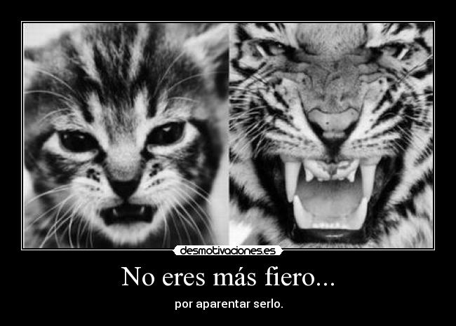 carteles gatostigre aparentar desmotivaciones