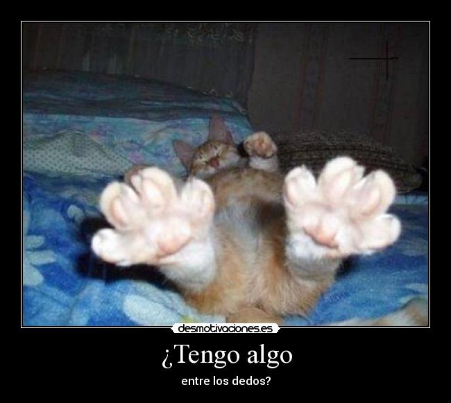carteles gato desmotivaciones