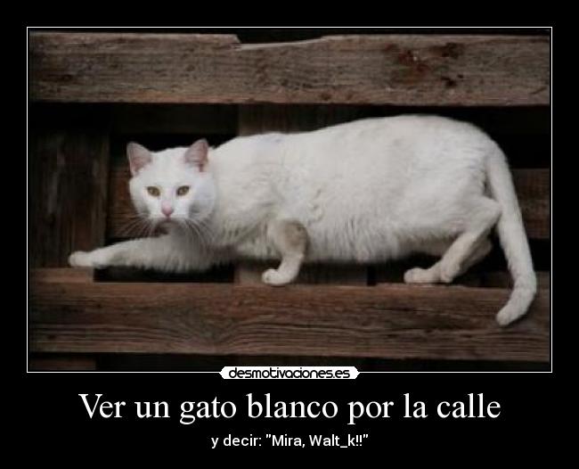 Ver un gato blanco por la calle - y decir: Mira, Walt_k!!