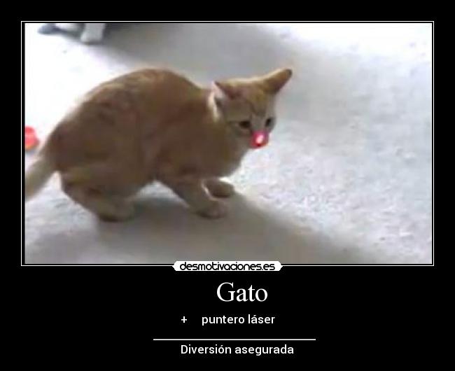     Gato - 