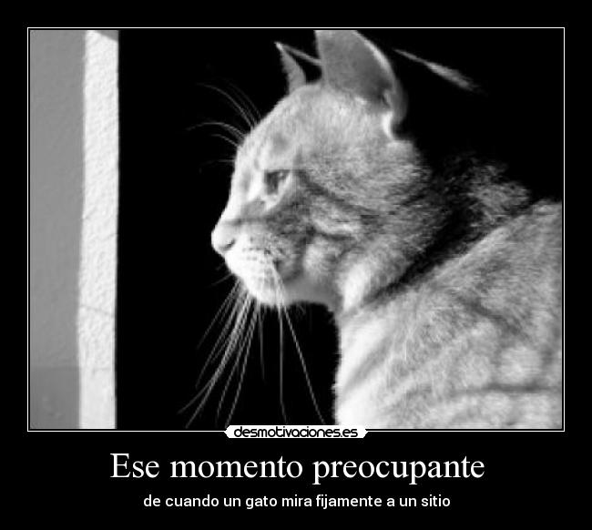 Ese momento preocupante - de cuando un gato mira fijamente a un sitio