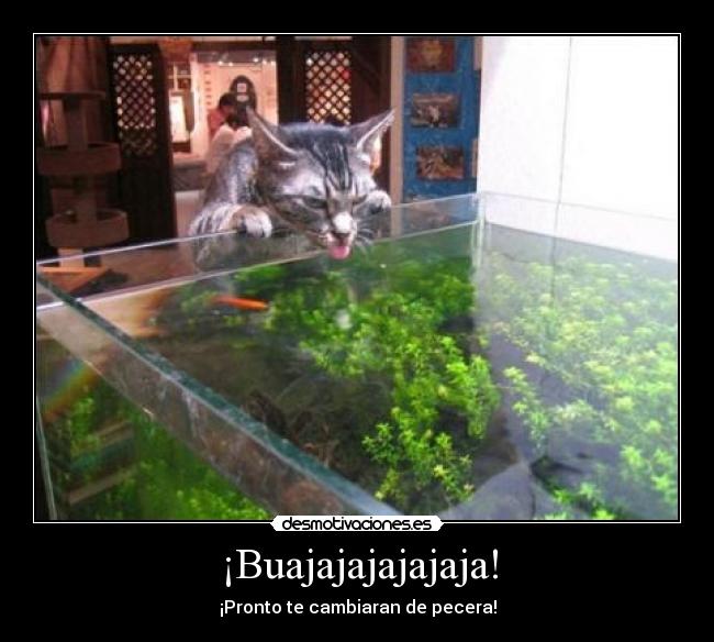 ¡Buajajajajajaja! - ¡Pronto te cambiaran de pecera!