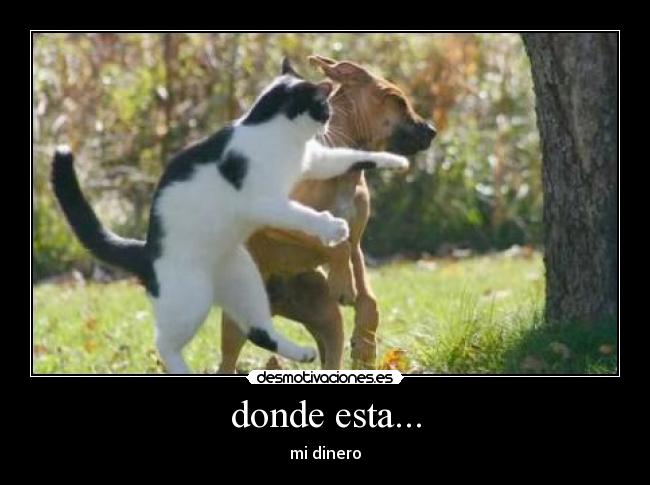 donde esta... -