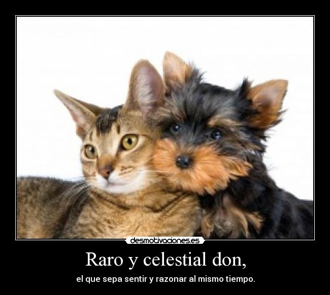 Raro y celestial don, - el que sepa sentir y razonar al mismo tiempo.
