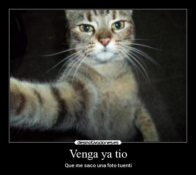 carteles foto tuentigatoestupidochonicaniperrosexo desmotivaciones