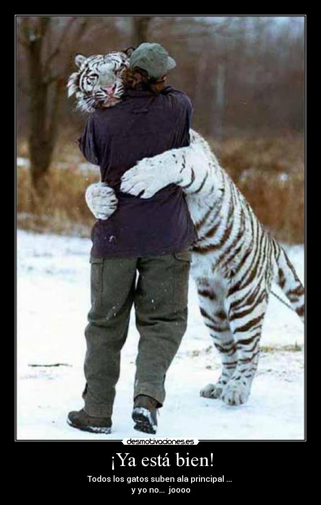 ¡Ya está bien! - Todos los gatos suben ala principal ...
y yo no... joooo