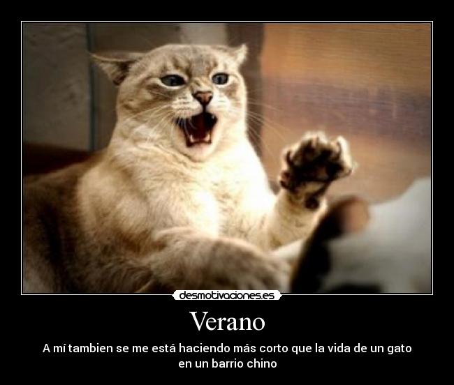 Verano - A mí tambien se me está haciendo más corto que la vida de un gato
en un barrio chino