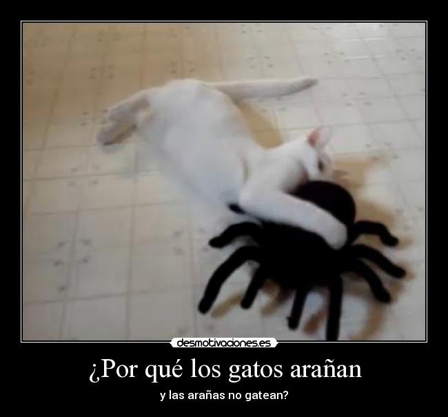 ¿Por qué los gatos arañan -