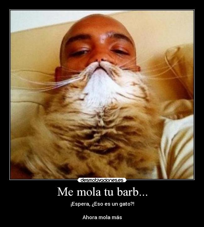 Me mola tu barb... - ¡Espera, ¿Eso es un gato?!
Ahora mola más