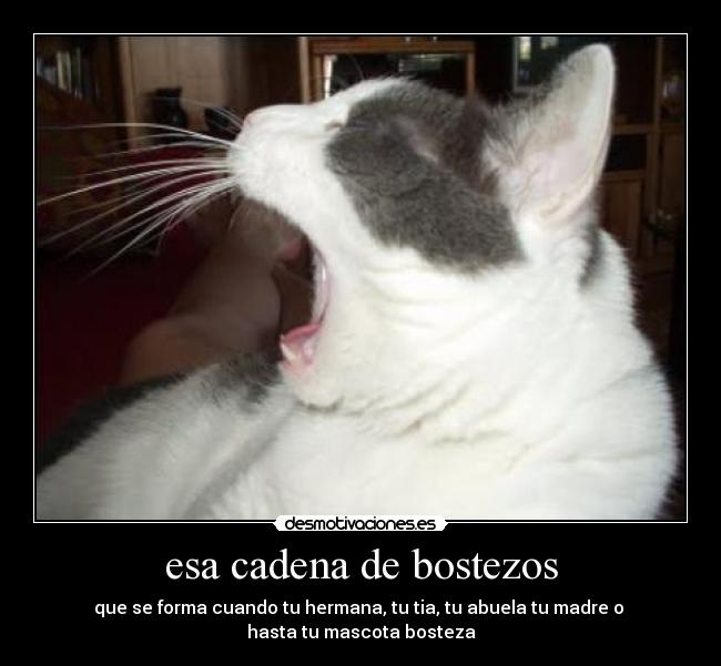 esa cadena de bostezos - 