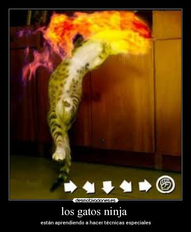 los gatos ninja - están aprendiendo a hacer técnicas especiales