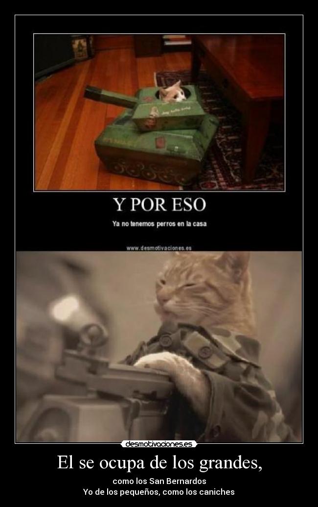 carteles gato ejercito tanque tanke guerra ametralladora fija ligera grande caniche pequenos desmotivaciones