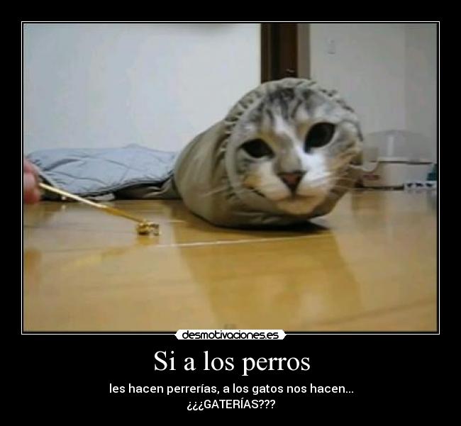 Si a los perros - les hacen perrerías, a los gatos nos hacen...
¿¿¿GATERÍAS???
