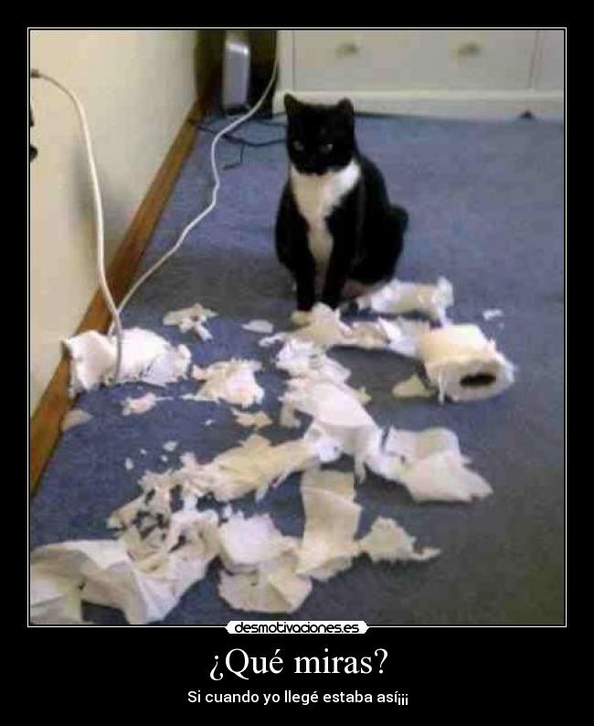 ¿Qué miras? - Si cuando yo llegé estaba así¡¡¡