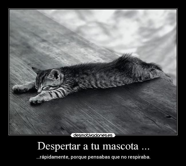 Despertar a tu mascota ... - ...rápidamente, porque pensabas que no respiraba.