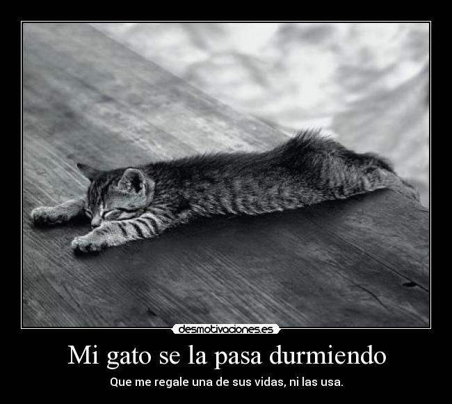 Mi gato se la pasa durmiendo -