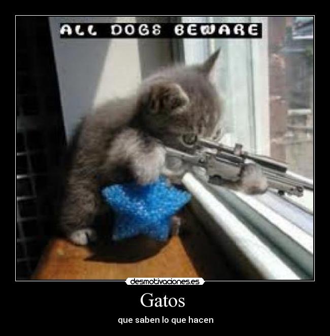 Gatos - que saben lo que hacen