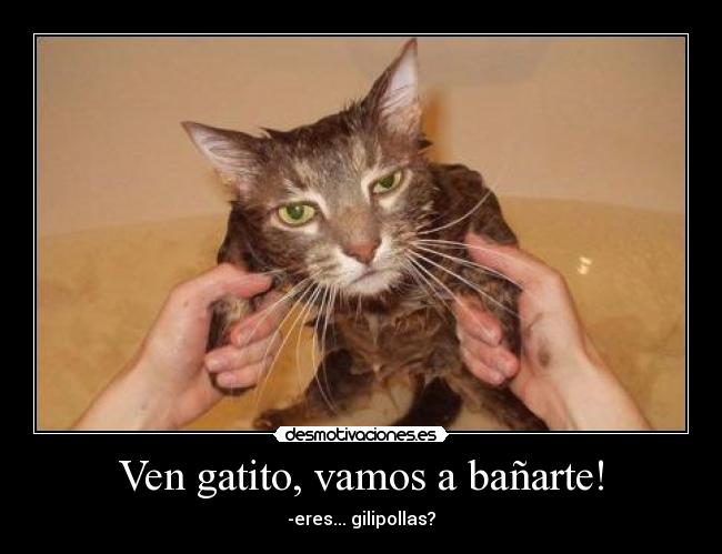 Ven gatito, vamos a bañarte! - 