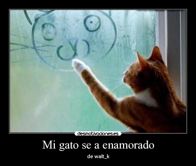 Mi gato se a enamorado - de walt_k