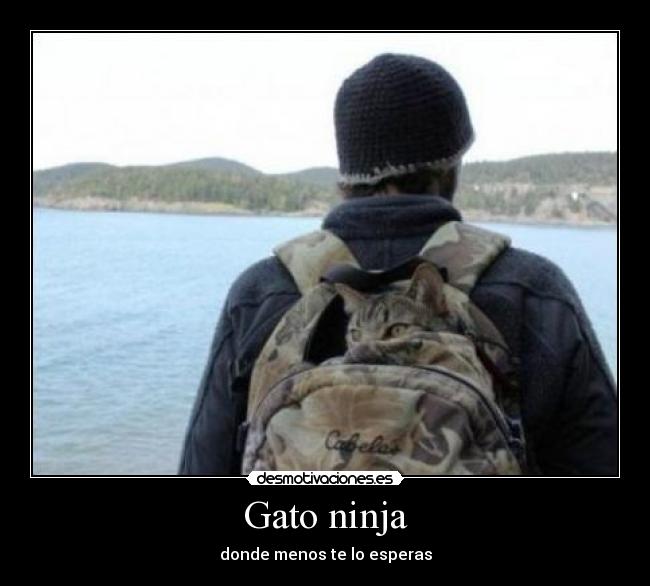 Gato ninja - 
